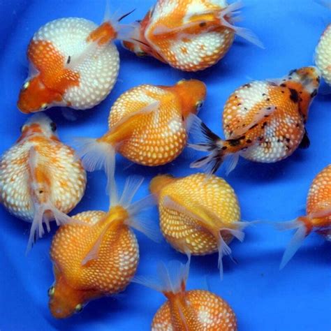 Aquarium Central - Goldfish - PingPong Pearlscale Goldfish (Carassius ...