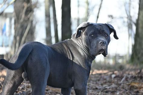 Neapolitan Mastiff