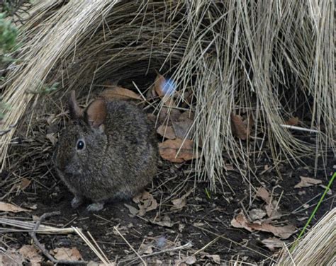 Volcano Rabbit l Rare and Adorable - Our Breathing Planet