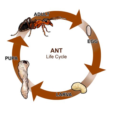 Ants | Resources + Products | MGK Insect Control Solutions | Ant life ...