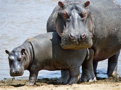 Download Mother Hippopotamus Guarding Its Baby Wallpaper | Wallpapers.com