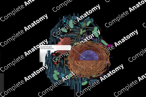 Euchromatin | Complete Anatomy