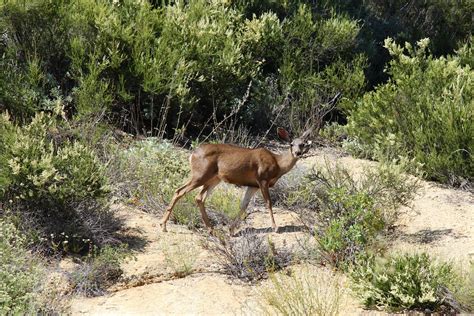 Food for Hunters: Cleveland National Forest