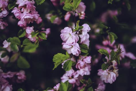 3840x2160 wallpaper | Pink flowers | Peakpx