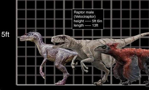 Velociraptor Size Chart