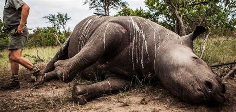 What Is Poaching? The Horrendous Crime Explained