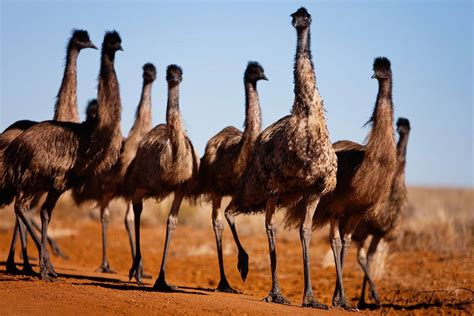 Emu Farming: A Profitable Livestock Business in India