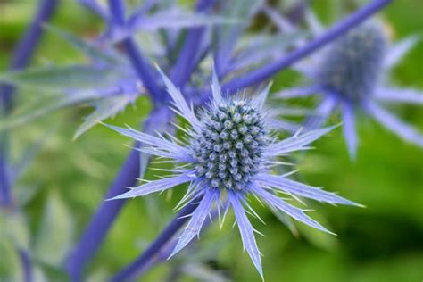 Eryngium planum (Flat Sea Holly)