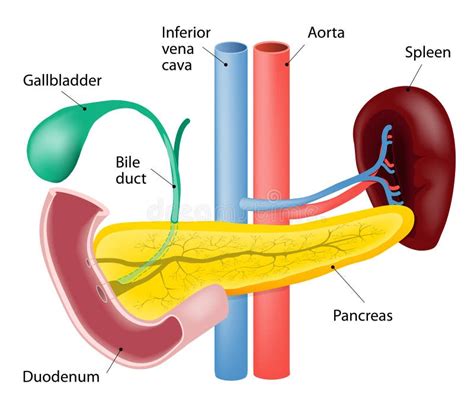 Spleen And Pancreas Stock Vector - Image: 53360976