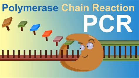 PCR (Polymerase Chain Reaction) - YouTube