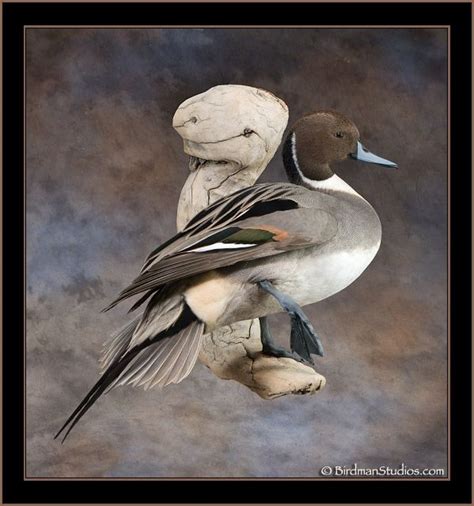 Birdman Studios Waterfowl Taxidermy * Upland & Bird Taxidermy * Duck ...