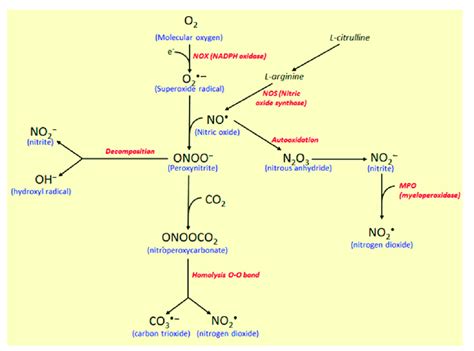 Nitric oxide synthase (NOS) pathway of free radical production. NOX ...