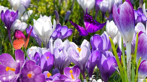 Spring Flowers Screensavers Wallpaper - WallpaperSafari