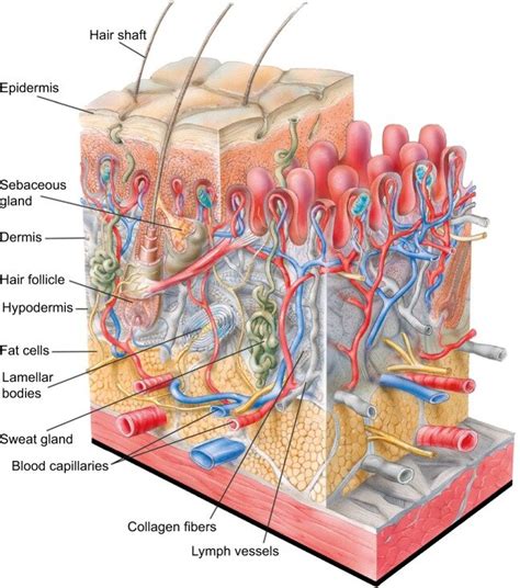 Structure of human skin. Notes: The outer layer of the epidermis, the ...