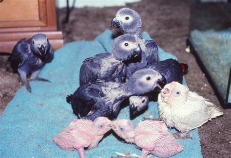 African Grey Parrot breeding ( Psittacus erithacus ) PART I Parrots ...