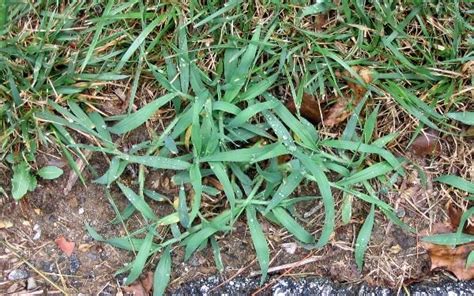 Crabgrass | University of Maryland Extension