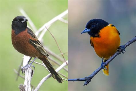 Orchard Oriole vs Baltimore Oriole: How To Tell the Difference?