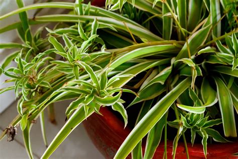 Moving Spider Plants To Larger Pots - When Should You Repot A Spider ...