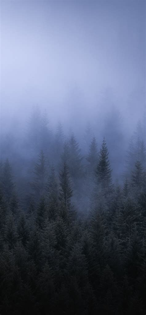 Fog Dark Forest Tress Landscape 5k Sony Xperia X X... iPhone Wallpapers ...