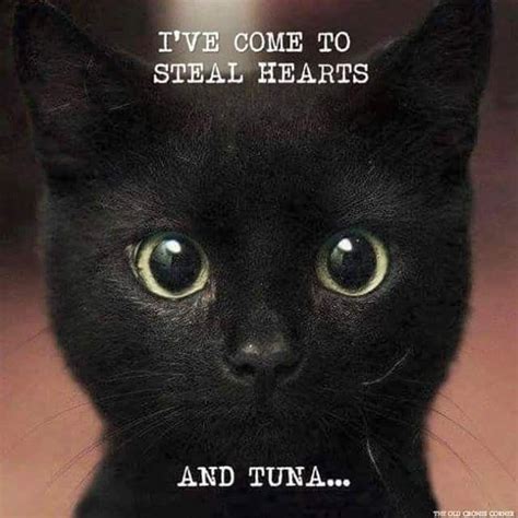 Black cat - Imgur | Funny cats, Cute animals, Funny cat pictures