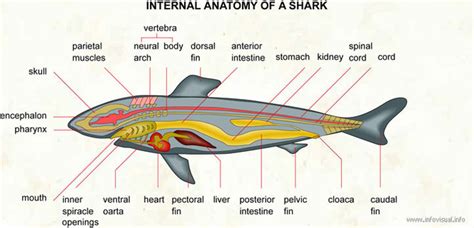 Bull Shark - Carcharhinus leucas - Digestive Systems In Different Phylums