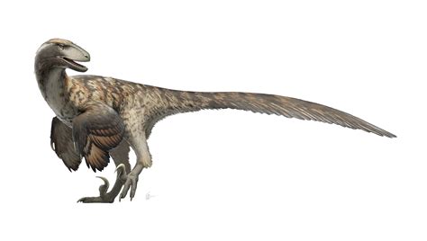 Deinonychus Facts | Science Facts