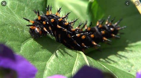 Black Caterpillars: An Identification Guide to Common Species - Owlcation