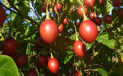 tree tomato Pruning and why it’s important - Oxfarm