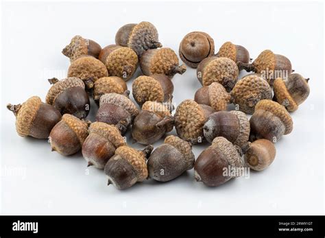 The northern red oak acorns isolated on white background. Quercus rubra ...