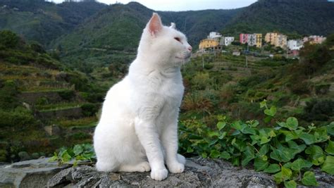 Italian White Cat Free Stock Photo - Public Domain Pictures