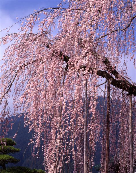 Kwanzan Flowering Cherry Tree | Ison's Nursery & Vineyard