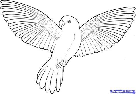 Bird Coloring Pages | How to Draw a Flying Bird, How to Draw a Bird ...