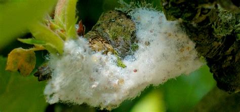 Aphid, Woolly Guide