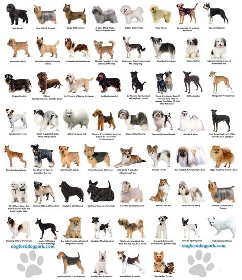 WeRateDogs (@dog_rates) | Dog breeds chart, Dog breeds, Best dog breeds