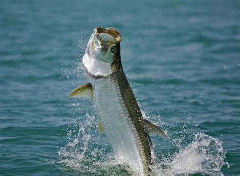 TOP 10 COOL FACTS ABOUT TARPON – FECOP - Costa Rica Sport Fishing Tourism