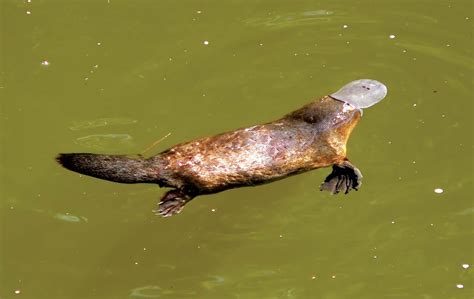 Platypus | Eggs, Habitat, Venom, & Facts | Britannica