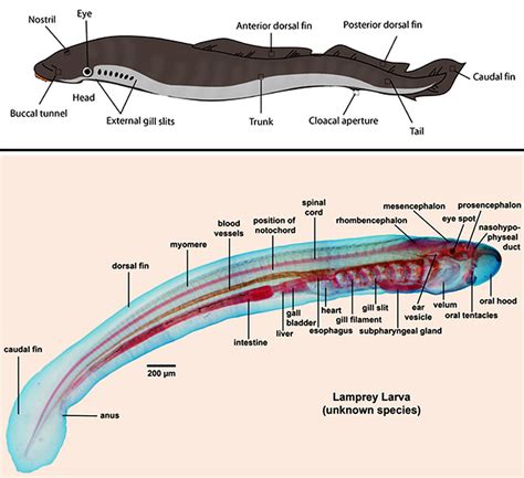 Lamprey Internal Anatomy Diagram