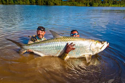 How Big Do Tarpon Fish Get : Book now · fishing trips - Download Free ...