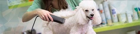 Dog Grooming Services | Pensacola, FL - Puppy Love Play and Grow