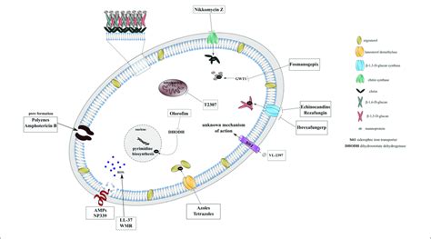 | Mechanism of action of conventional antifungal drugs, novel agents ...