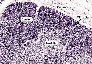 Human Structure Virtual Microscopy