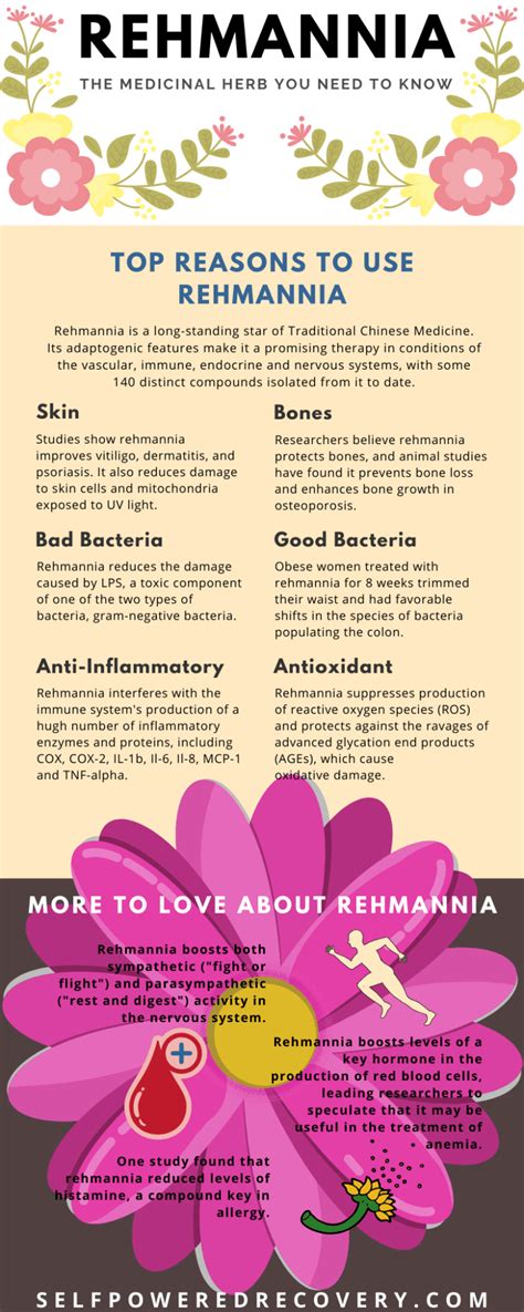 The 12 Biggest Health Benefits of Rehmannia - Self-Powered Recovery