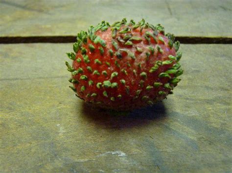 This is what it looks like when strawberries start to germinate their ...