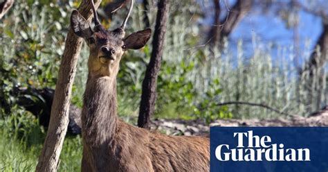 Feral deer will become Australia’s ‘next rabbit plague’ without a ...