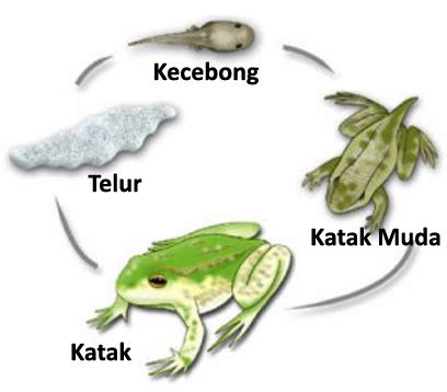 Metamorfosis Katak atau Kodok - Adhitya Nugraha Novianta