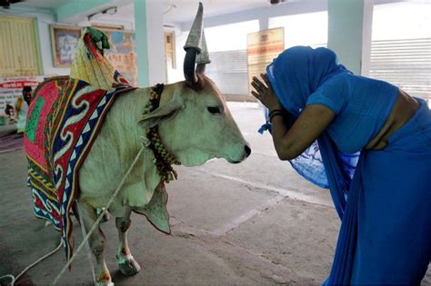 Why the humble cow is India's most polarising animal - BBC News