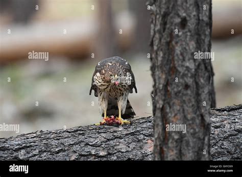 Cooper's Hawk feeding on kill Stock Photo - Alamy