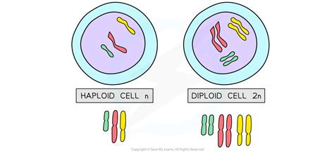 IB DP Biology: HL复习笔记3.1.7 Chromosome Number-翰林国际教育