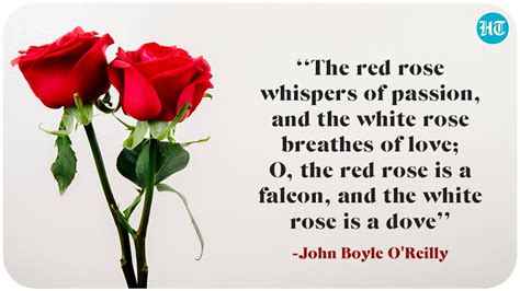 Happy Rose Day 2022: Wishes, Images and Quotes to Send to Your Loved ...