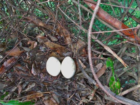 Wattled curassow eggs in a nest monitored in the SDR Uacari, mid-Juruá ...